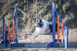 Agility hund