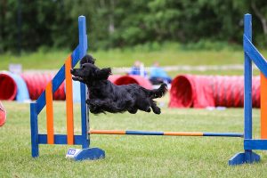 åpen dag med agility moro