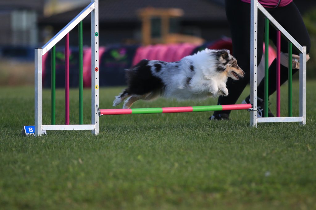 Blåbærstevne hund hopper