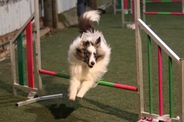 Agility