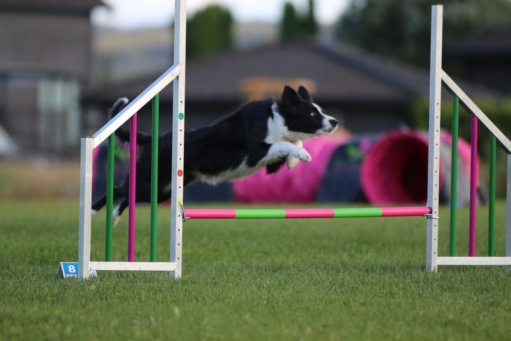 Agility kurs med Ina Himle